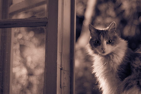 selective focus oh white and black cat thumbnail