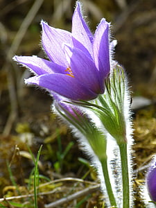 purple petaled flower blooming at daytime thumbnail