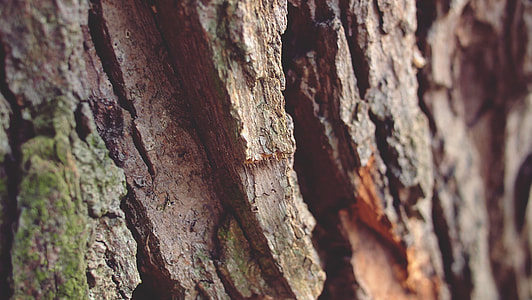 brown wooden tree trunk thumbnail