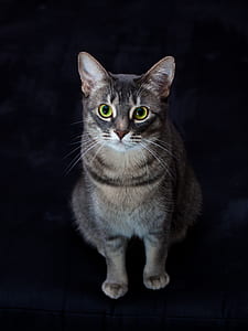selective focus photography of grey tabby cat thumbnail
