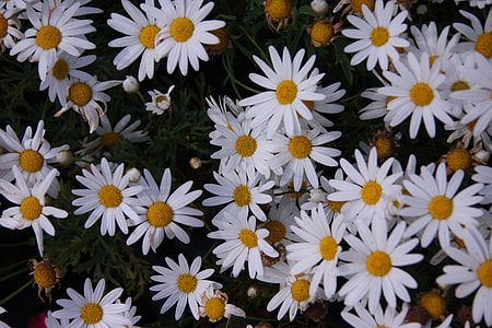 Flowers In White, Flowers In Garden thumbnail