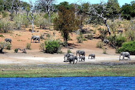 elephants walking beside lake thumbnail