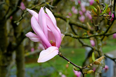 pink petaled flower in selective focus photography thumbnail
