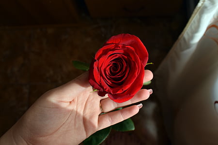 person holding red rose stem thumbnail