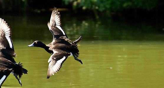 flying duck above body of water thumbnail