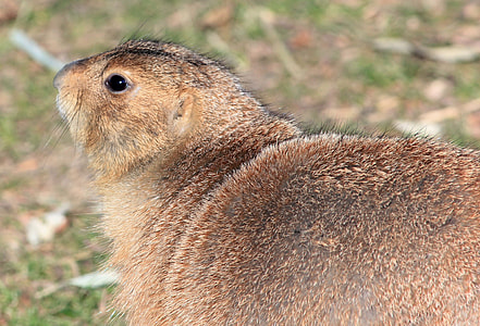 Black-Tailed Prairie Dog, Prairie Dog thumbnail