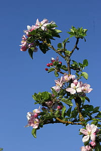 pink flowers thumbnail