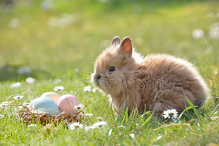 shallow focus photography of brown rabbit thumbnail