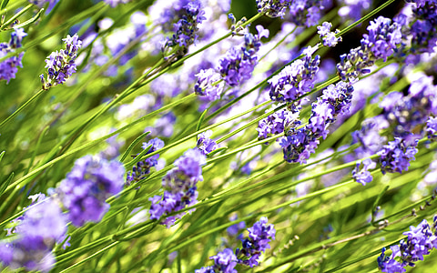 purple flowers thumbnail