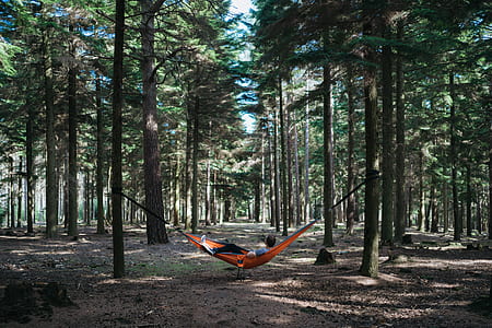 man laying on hammock between trees thumbnail