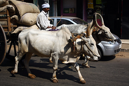 Cow, Indian Transport thumbnail