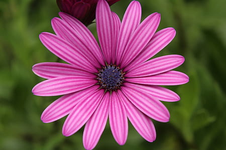 Close-up of Pink Flower Blooming Outdoors thumbnail