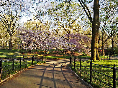 cherry blossom tree in park thumbnail