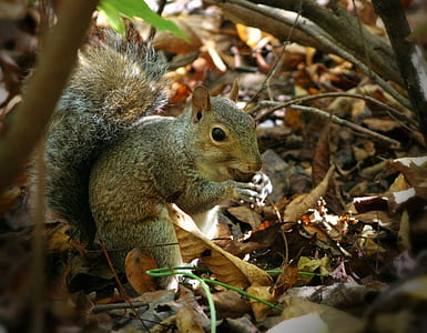 squirrel standing on ground thumbnail