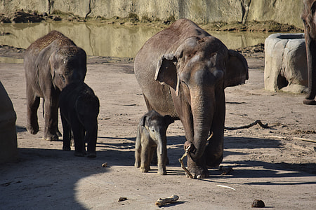 four black elephants on gray concrete pavement thumbnail