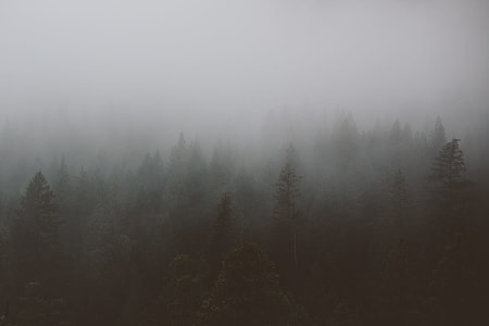 foggy forest during day time thumbnail