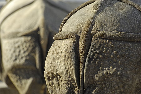 macro photography of rhinos thumbnail