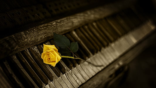yellow rose on gray upright piano thumbnail