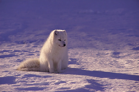 short-coated white animal on field during daytime thumbnail