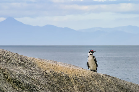 Penguin walking on gray sand during daytime close-up photo thumbnail