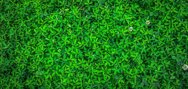 photo of green leaf plant thumbnail