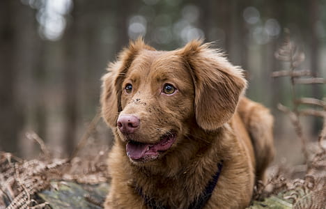 selective focus photography of brown dog lying on ground thumbnail