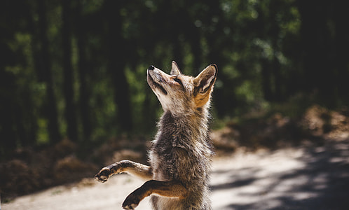 Fox eyes thumbnail
