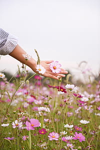 pink petaled flowerbed thumbnail