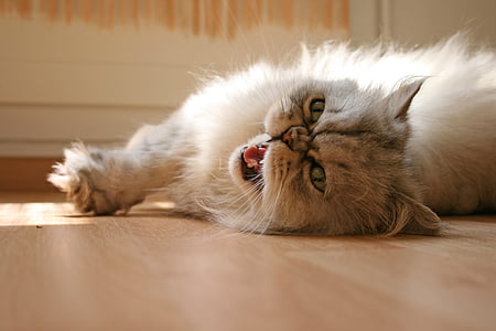 white cat lying on floor thumbnail