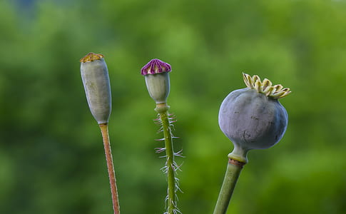 purple and green plants thumbnail