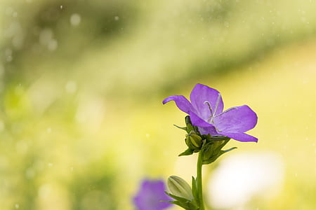 selective focus photo of purple flower at daytime thumbnail
