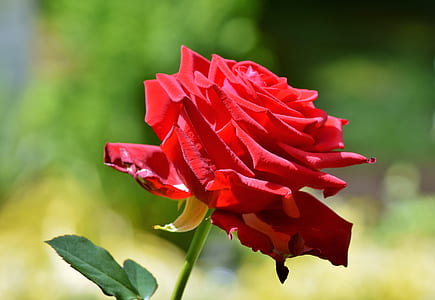 red rose thumbnail