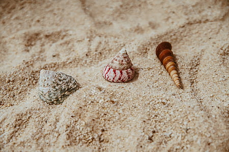Three Assorted Sea Shells on Brown Sand thumbnail