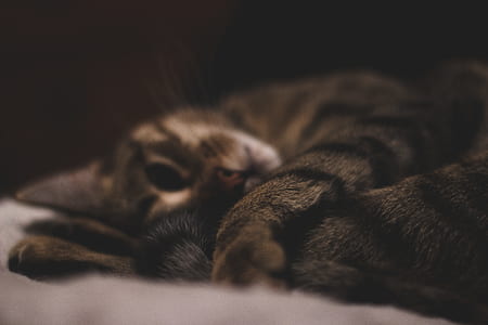tabby cat lying on white textile thumbnail
