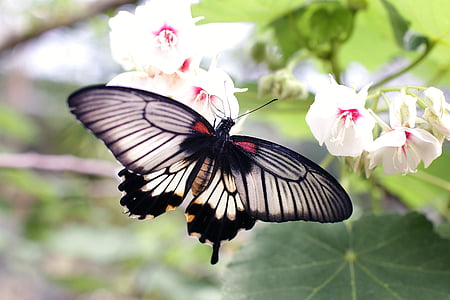 white and black swallowtail butterfly perched on white petaled flowers in closeup photo thumbnail