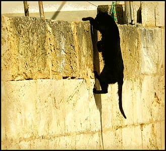 black cat climbing on wall thumbnail