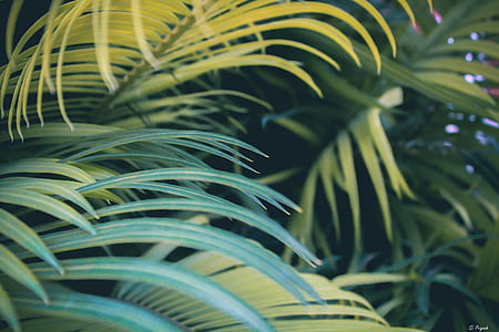 closeup photography of green leaf plants thumbnail