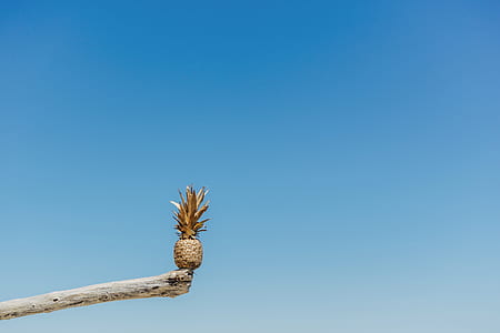 pineapple on tree branch thumbnail