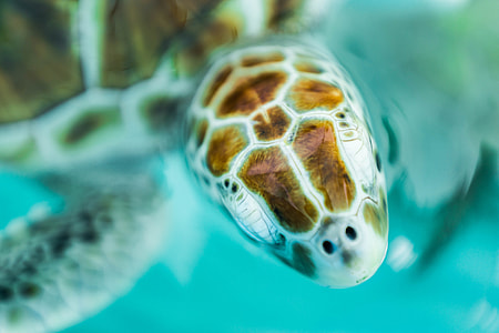 macro shot photography of sea turtle thumbnail