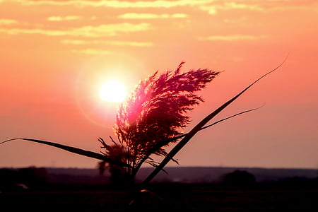 silhouette photo of grass thumbnail