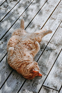 orange tabby cat lying on brown plank thumbnail