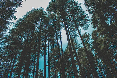 Worm's Eye View Photography of Forest Trees thumbnail
