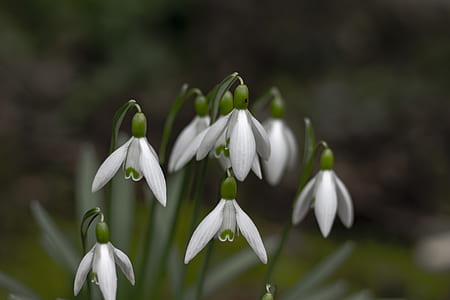 selective focus photography of white petaled flower thumbnail