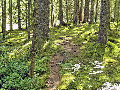 green leaf plants under trees thumbnail