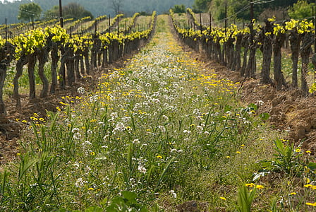 blooming white and yellow flowers thumbnail