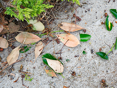 dried leaves on concrete ground thumbnail