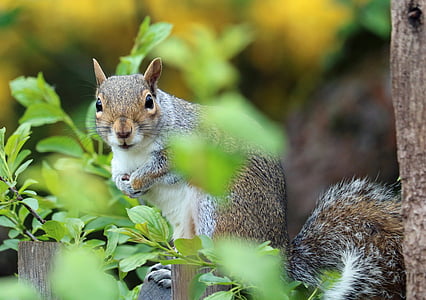 brown squirrel on green plant thumbnail