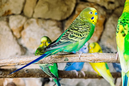 flock of green and yellow parakeets thumbnail