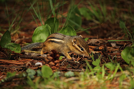 brown and black squirrel on ground thumbnail