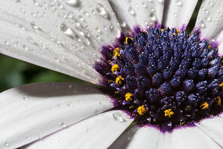 white and purple flower thumbnail